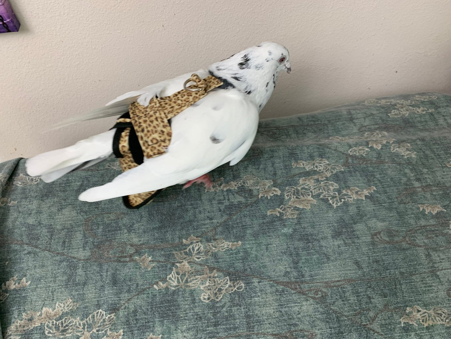 Hen Holster Bird Diaper/Harness with Permanent (Sewn-in) Liner