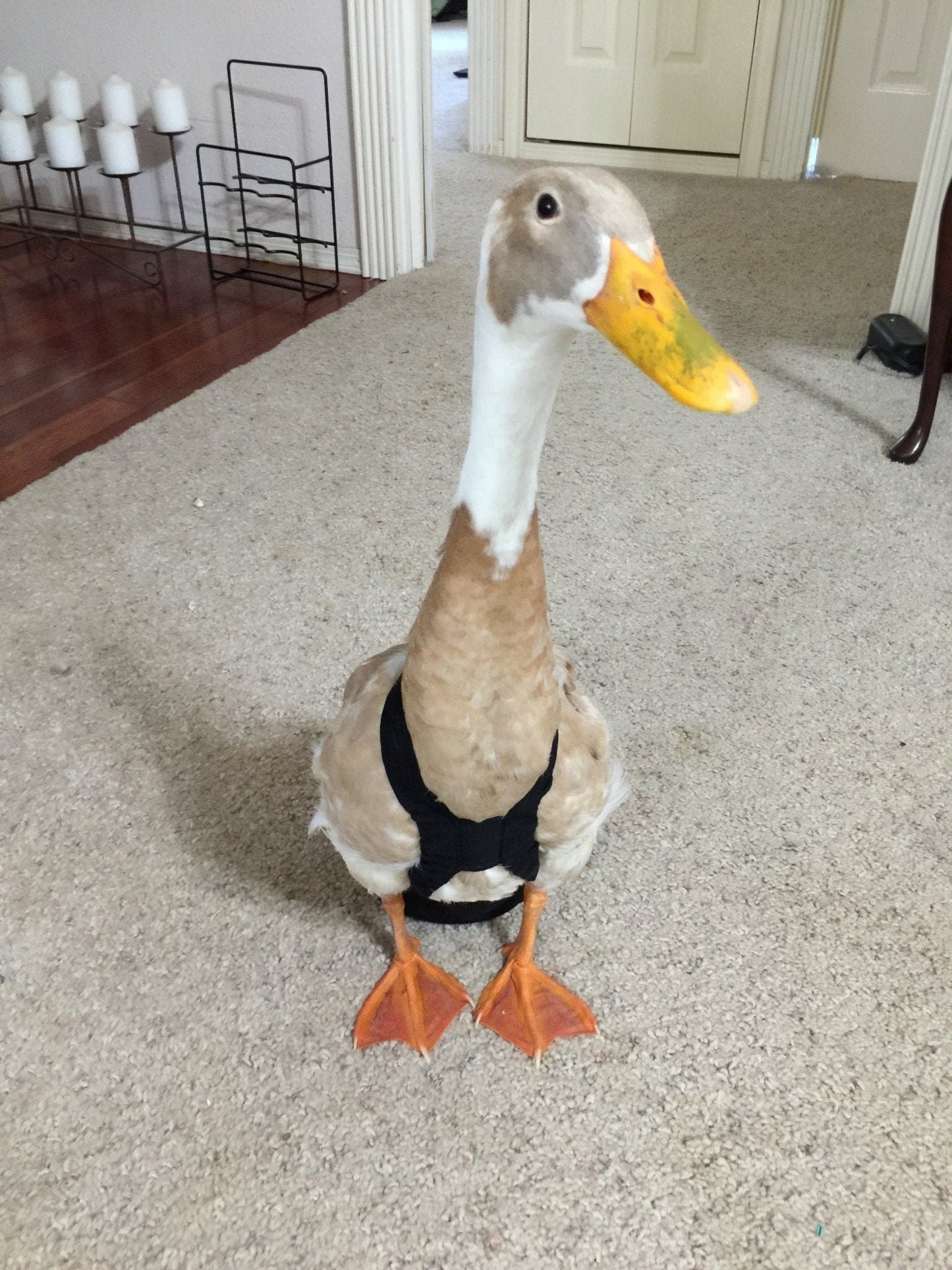 Hen Holster Waterfowl Diaper with Removable Liners