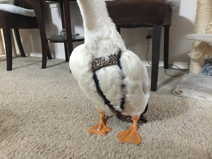 Hen Holster Waterfowl Diaper with Removable Liners