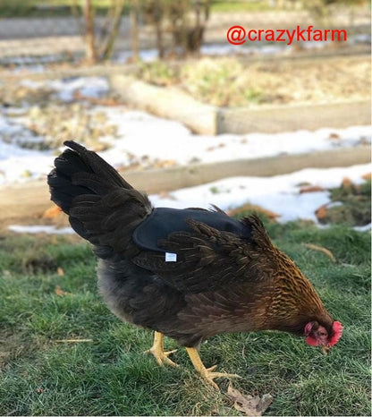 Hen Saver Hen Apron/Saddle (Made in USA)