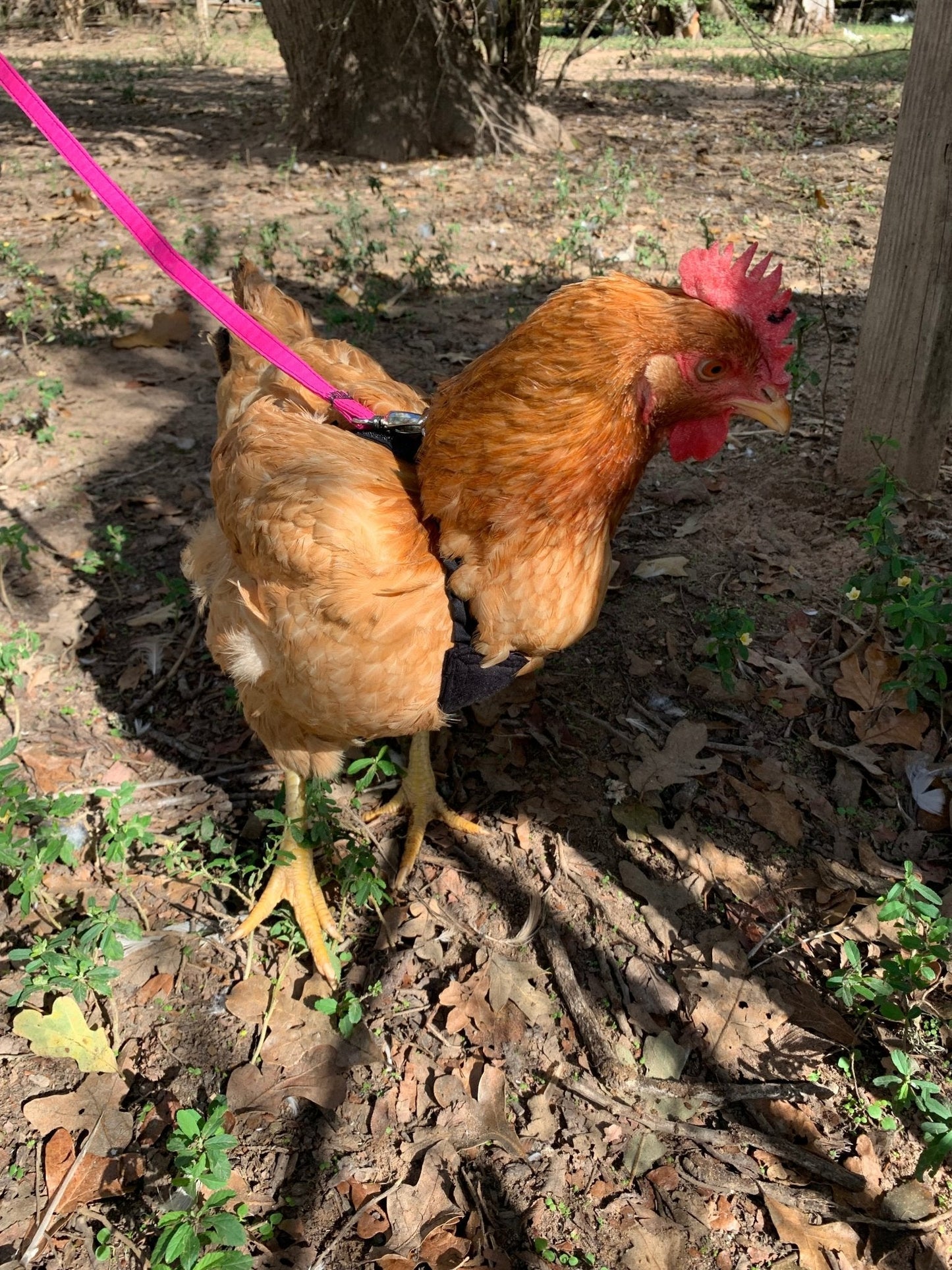 Hen Saver Made-in-the-USA Pet Chicken/Duck Harness