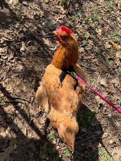 Hen Saver Made-in-the-USA Pet Chicken/Duck Harness