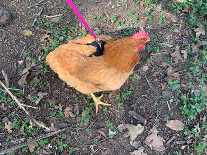 Hen Saver Made-in-the-USA Pet Chicken/Duck Harness