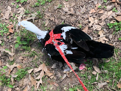 Hen Saver Made-in-the-USA Pet Chicken/Duck Harness
