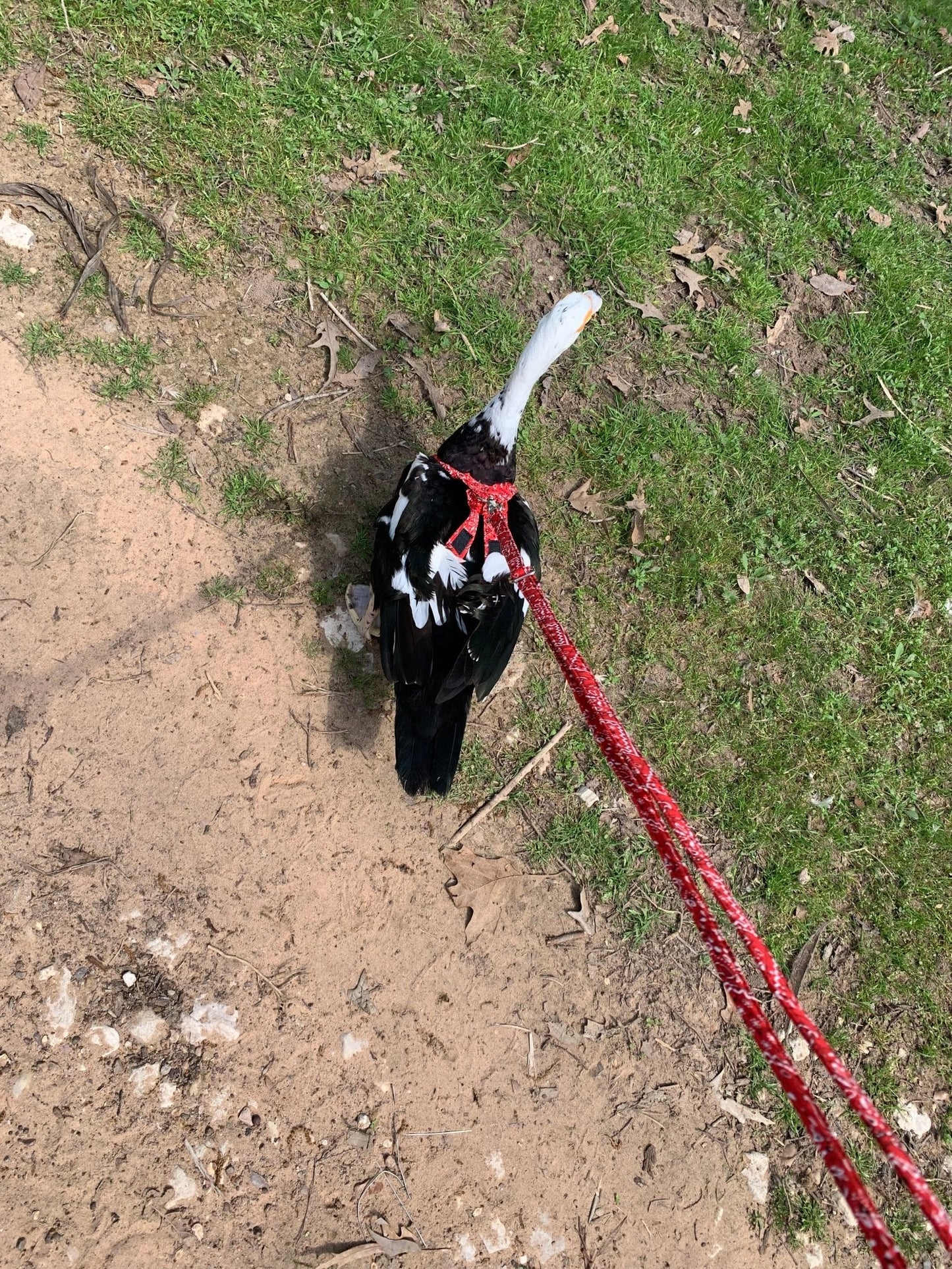Hen Saver Made-in-the-USA Pet Chicken/Duck Harness