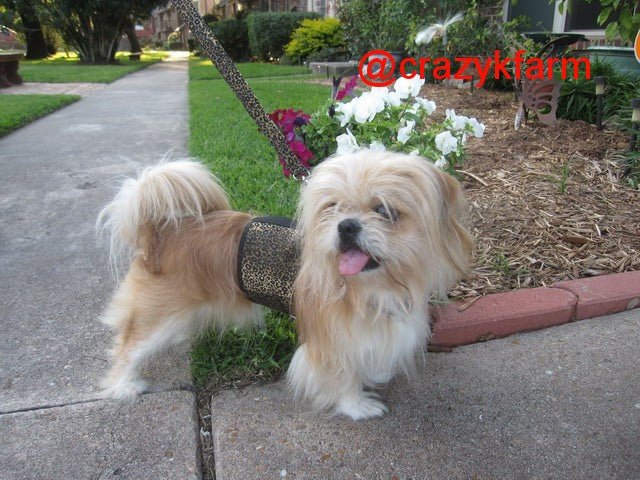 Holster Leash (Made in USA)