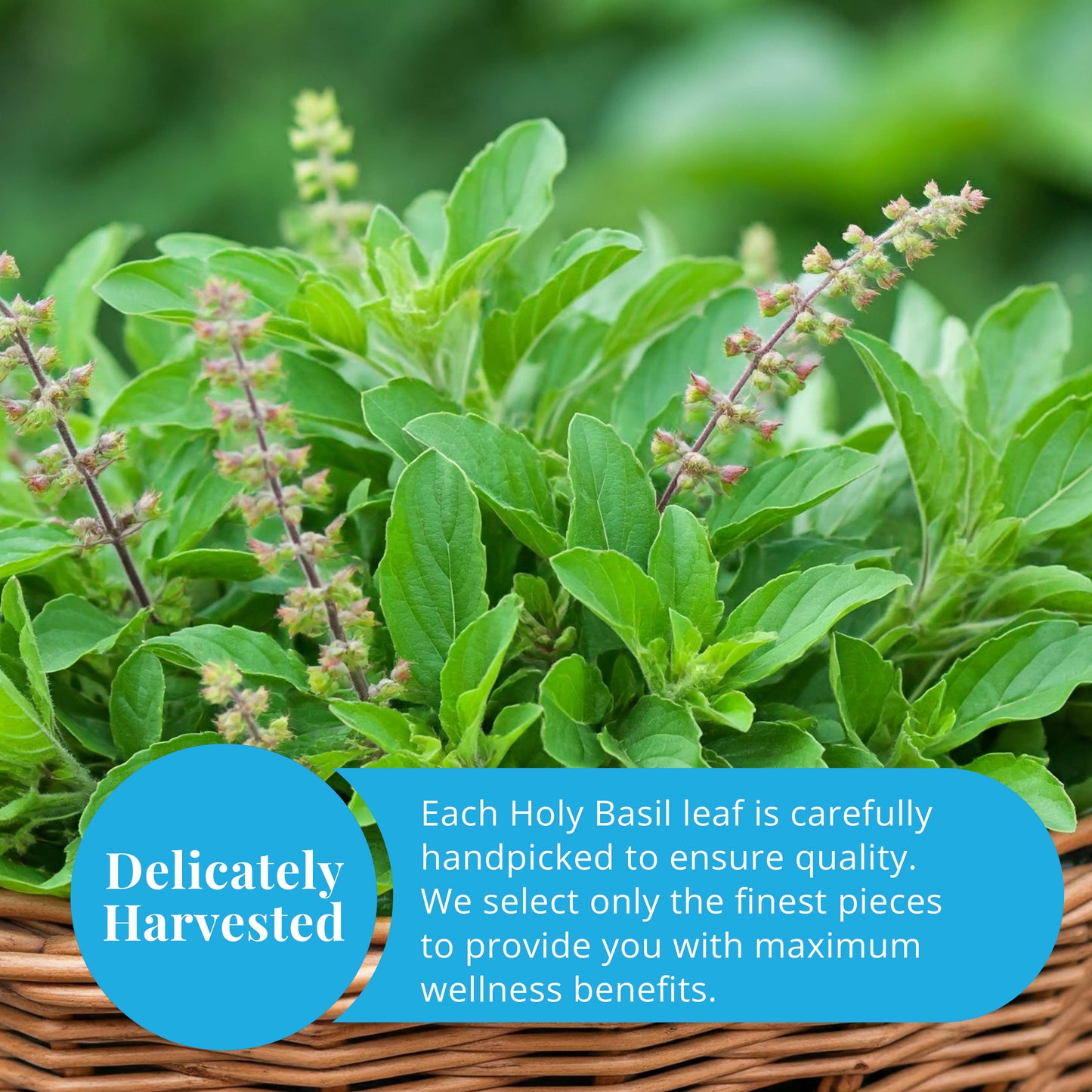 Akshit Dried Tulsi / Holy Basil Leaves | Tulsi Tea | Holy Basil Tea - 2.6oz