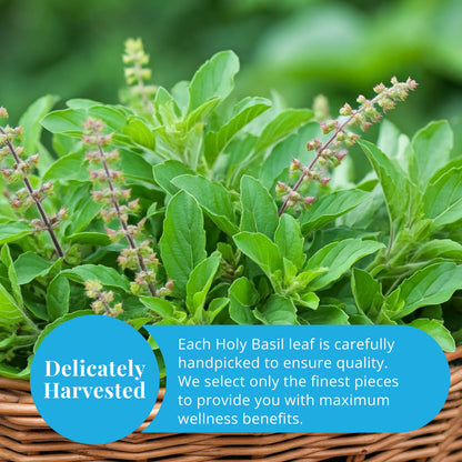 Akshit Holy Basil Leaves, Naturally Dried Leaves, 100% Pure Holy Basil (Tulsi) Tea , No Caffeine, No Additives, Vegan - 2.6oz