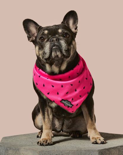 What-A-Melon Cooling Bandana
