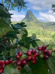 Honduras Finca La Unica Washed