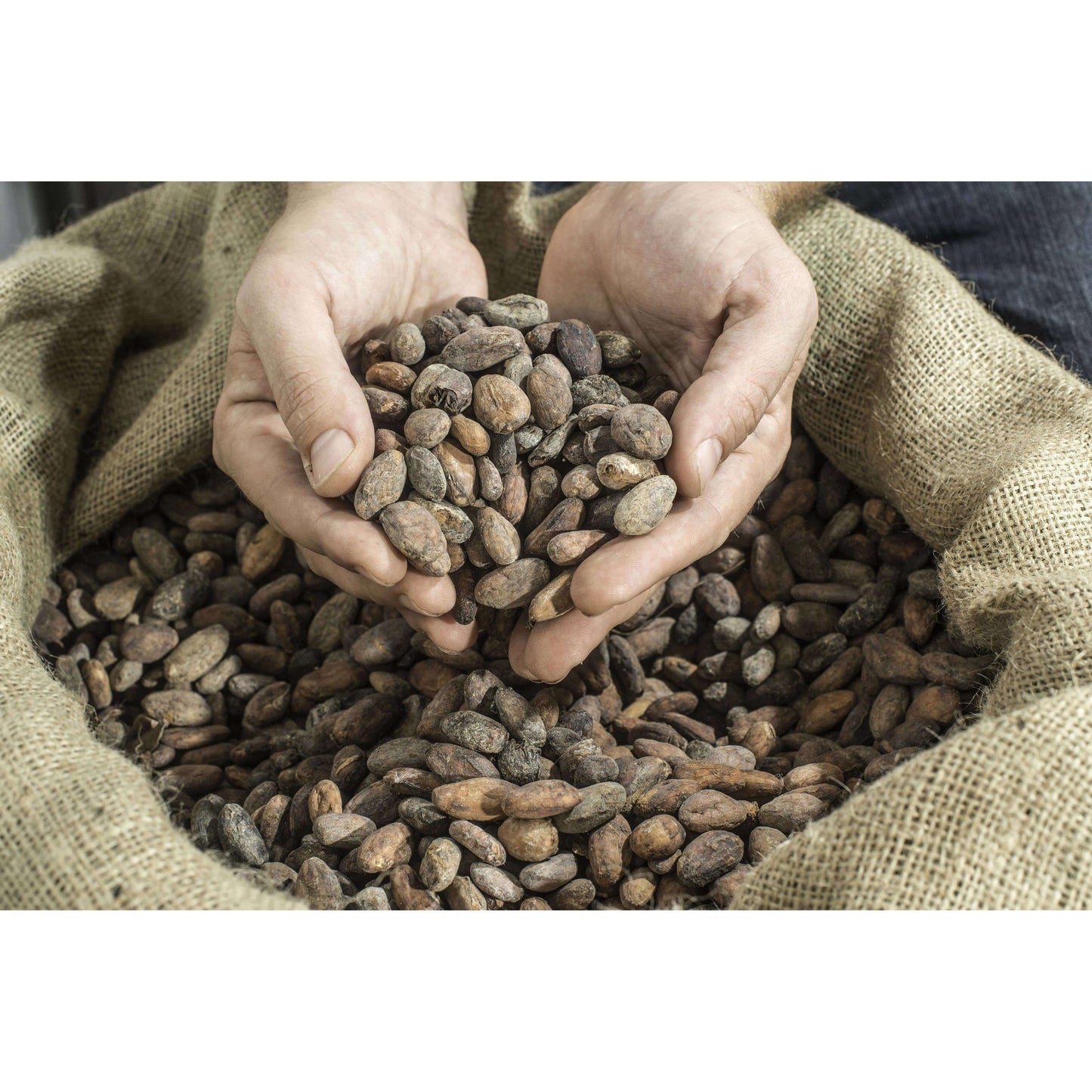 Wholesale Wild Cocoa Powder - Organic, Single-Origin, Small farms