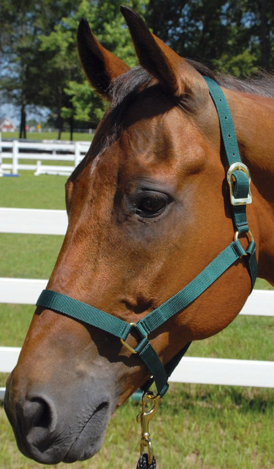 Jeffers Turnout Nylon Horse Halters, 2-Ply, 1"
