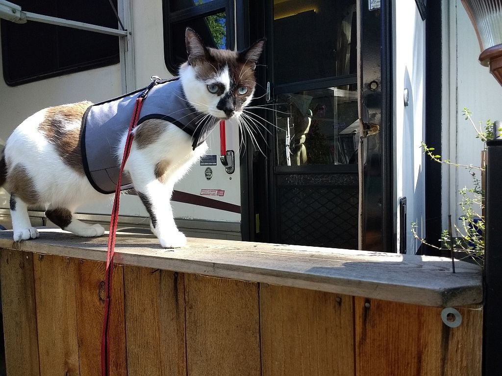 Kitty Holster Cat Harness (Made in USA)