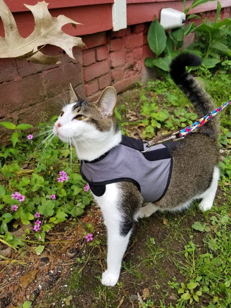 Kitty Holster Cat Harness (Made in USA)