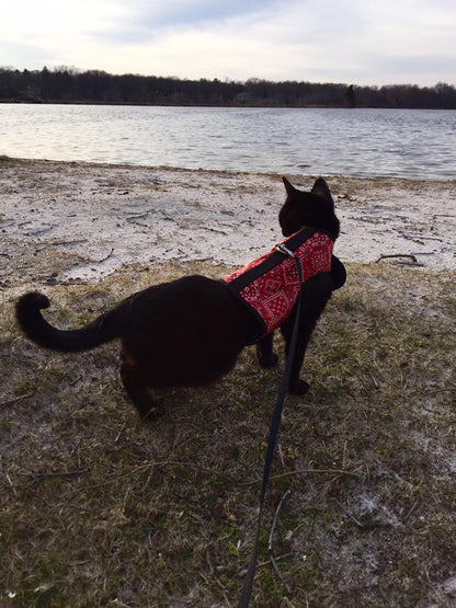 Kitty Holster Cat Harness (Made in USA)