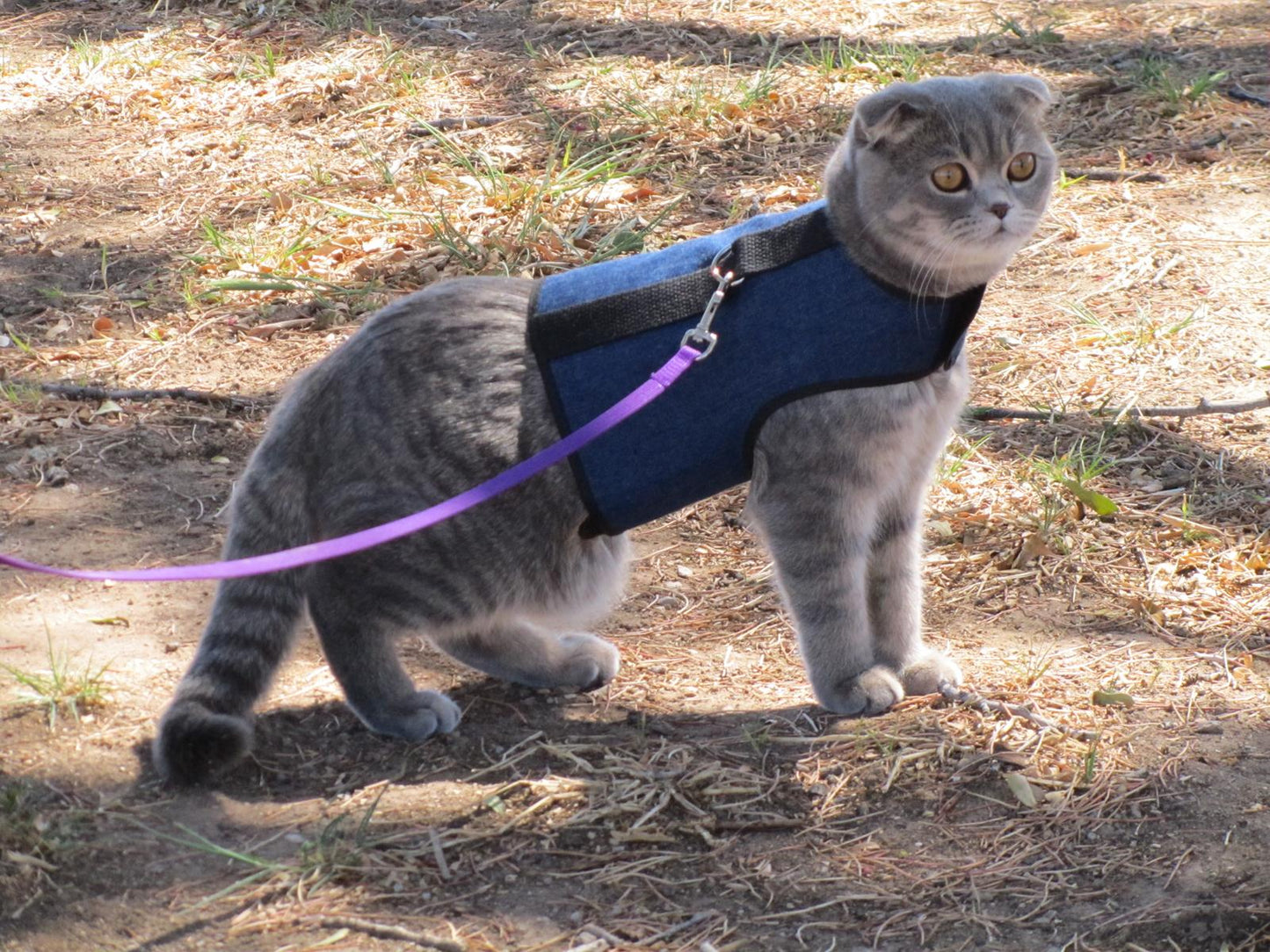 Kitty Holster Cat Harness (Made in USA)