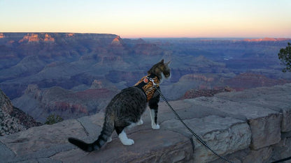 Kitty Holster Cat Harness (Made in USA)