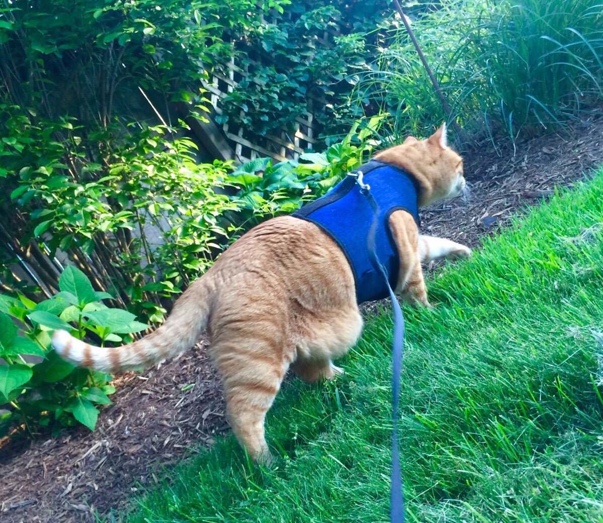 Kitty Holster Cat Harness (Made in USA)