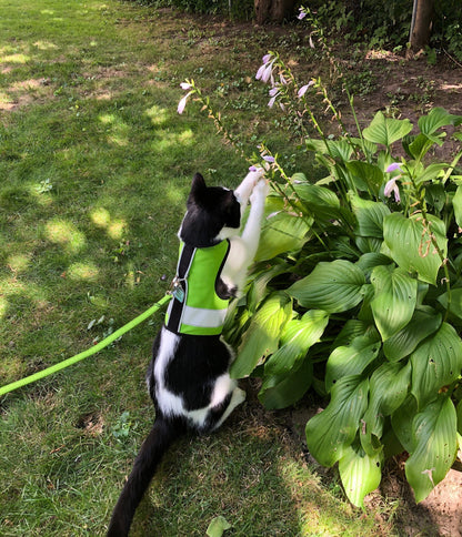 Kitty Holster Reflective Safety Harness (Made in USA)
