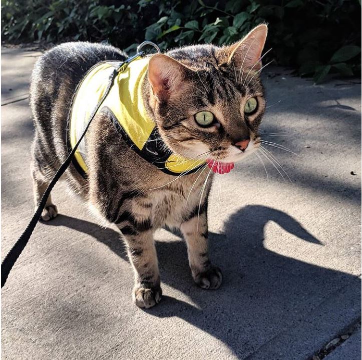 Kitty Holster Reflective Safety Harness (Made in USA)