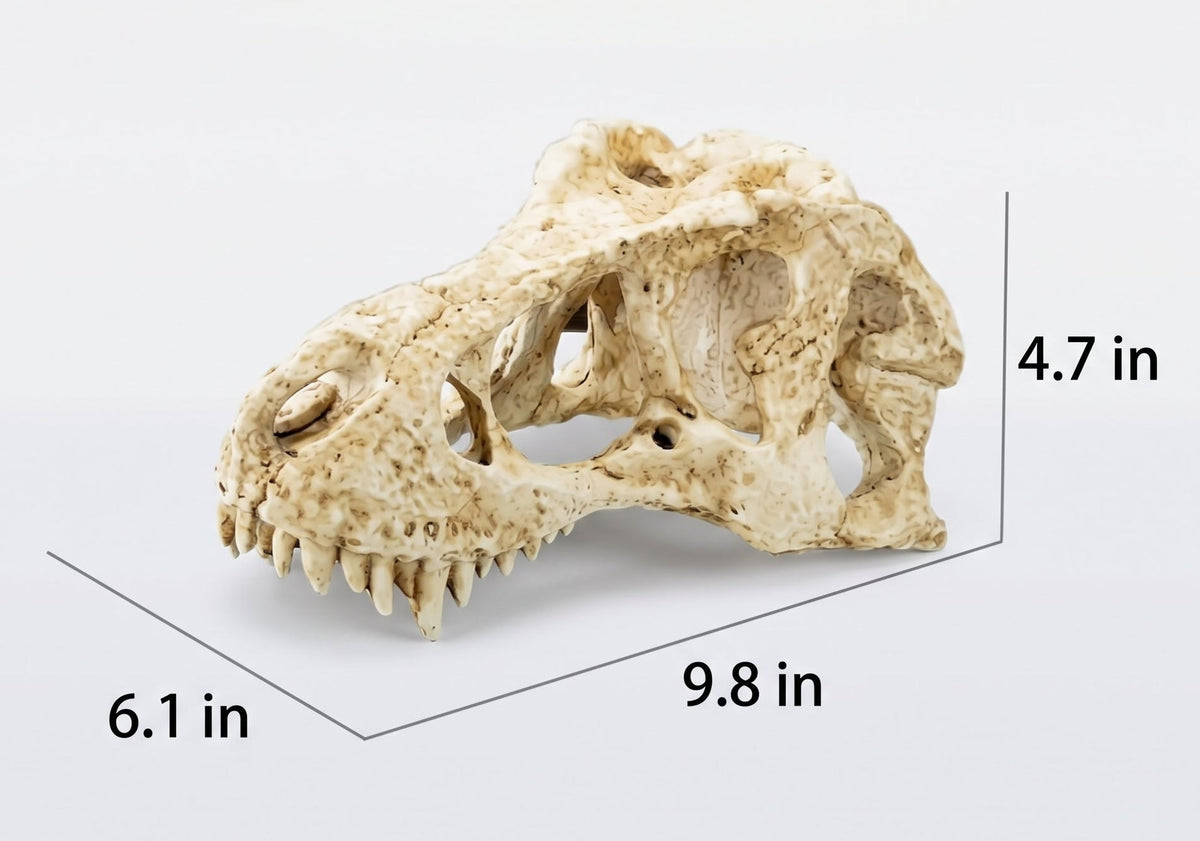 T. Rex Fossil Skull Hide