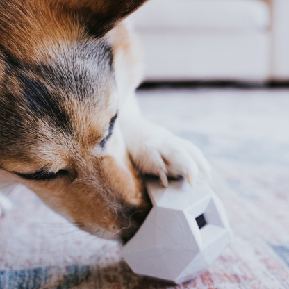 The Odin Treat Dispensing Toy For Dogs - Triathlete Store