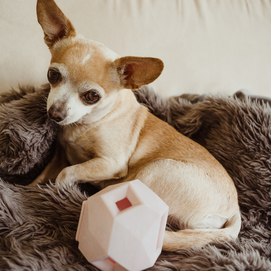 The Odin Treat Dispensing Toy For Dogs - Triathlete Store