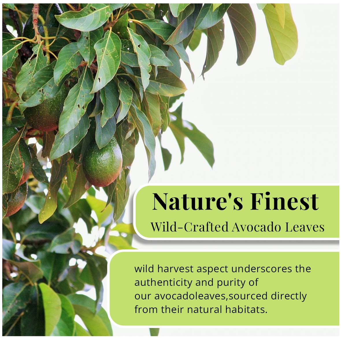 Dried Avocado Leaves, (Hojas De Aguacate) - 2.6oz (75gm). Makes 28 cups