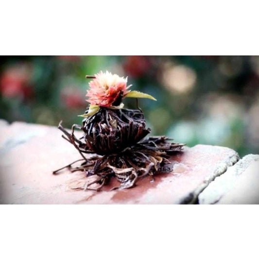 The Red Lotus