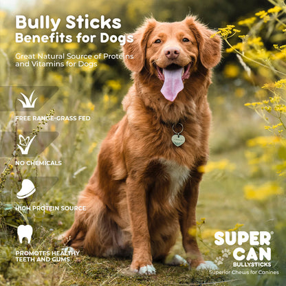 6" Mega Monster Bully Sticks | Premium Quality