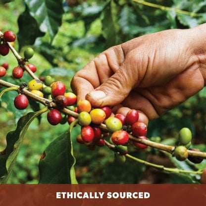 Sumatra Organic
