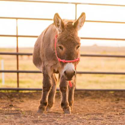 Stiff 4 Knot Clinician Training Halter