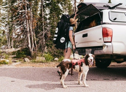 10'6 Royal Hawaiian Palm