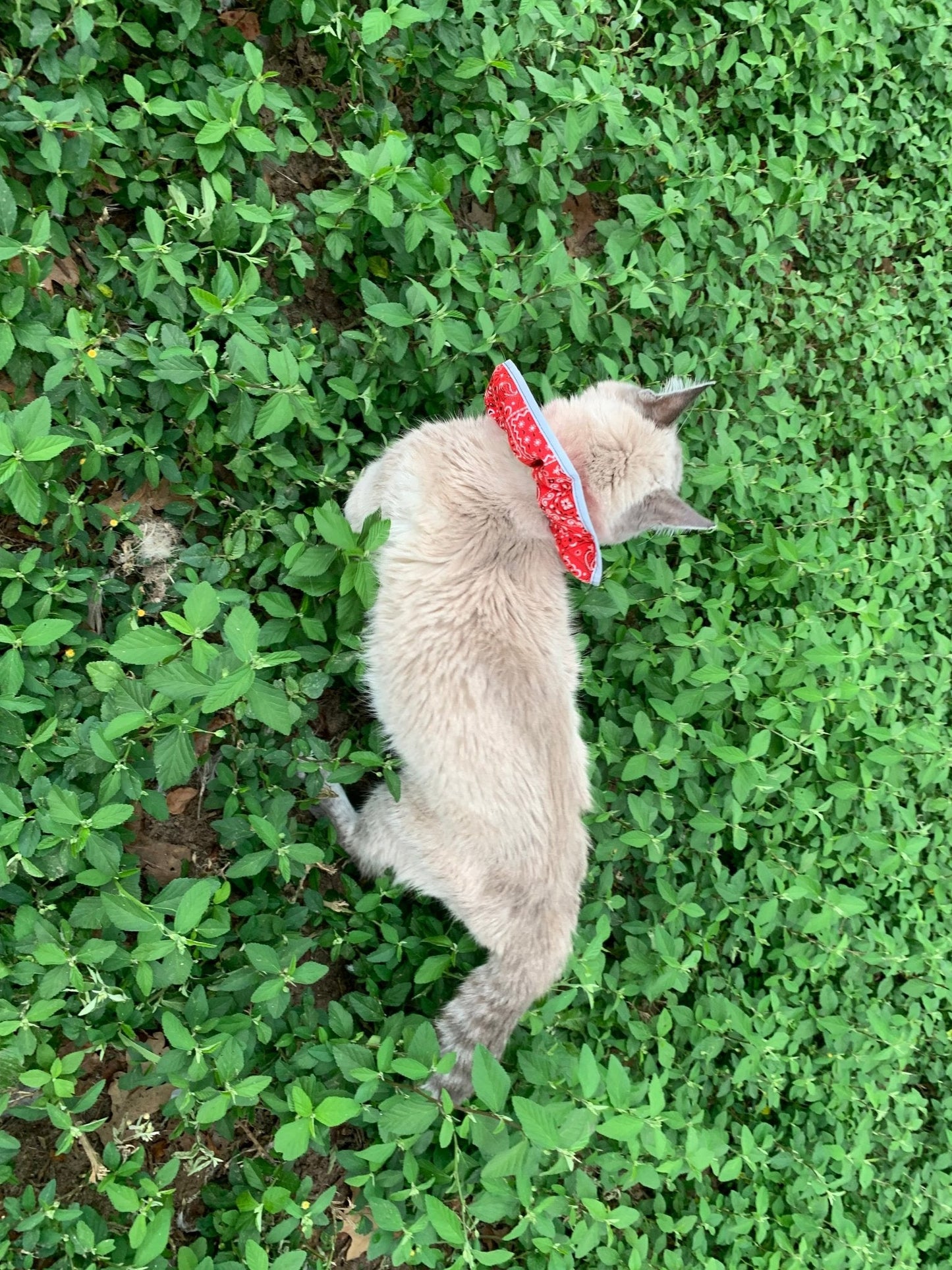 Prey Saver Cat Collar