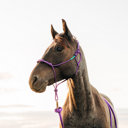 Stiff 4 Knot Clinician Training Halter