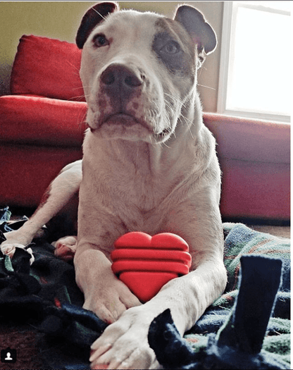 Heart on a String Dog Toy - Durable Rubber Tug Toy for Large Dogs | USA Made