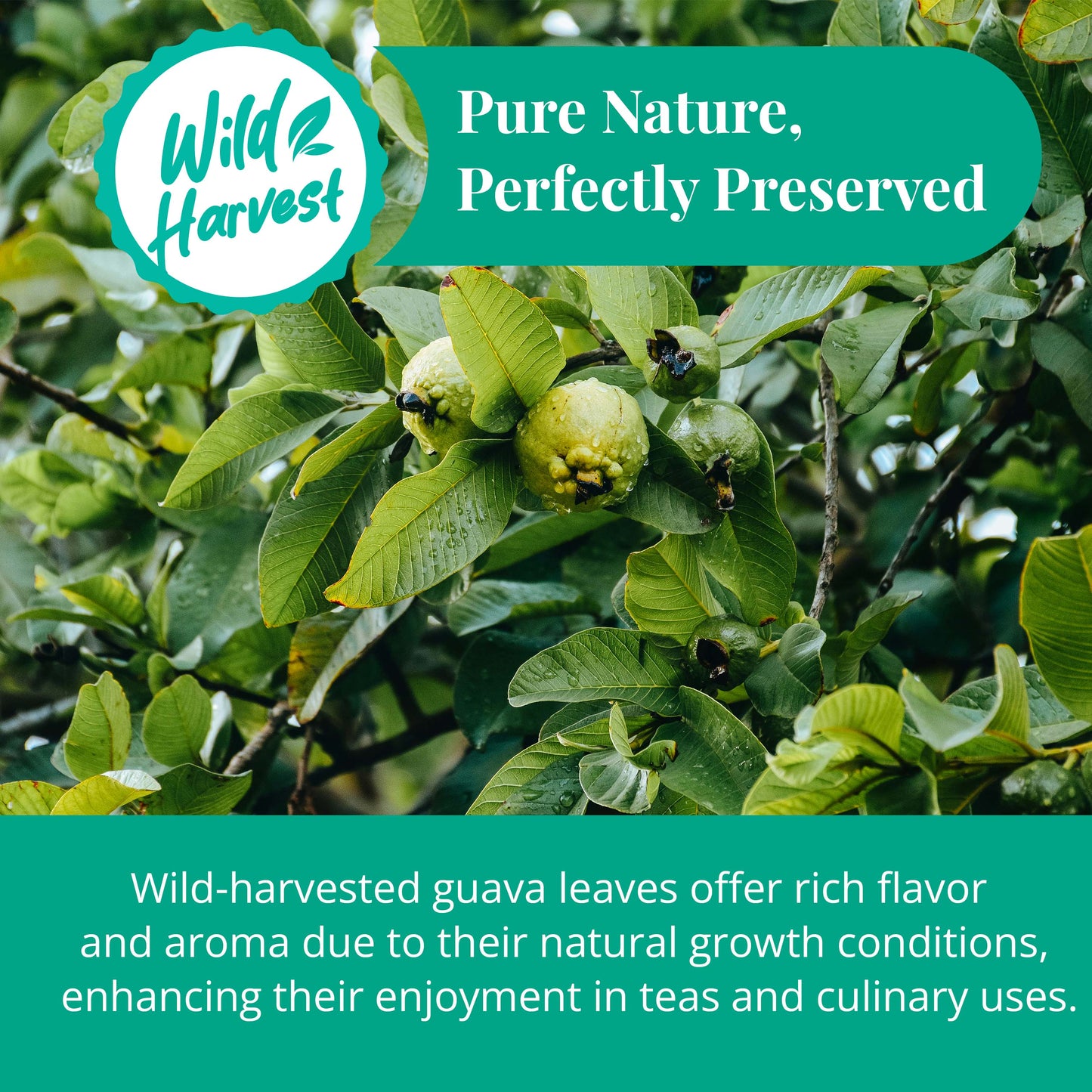 Akshit Dried Guava Leaves ( Hojas De Guayaba ) - 2.6 oz | Pure Guava Leaf for Tea | Feuilles de goyave | Caffeine free, Non GMO, Gluten-free, bio Akshit