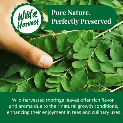 Akshit Moringa (Oleifera) Tea Leaves – Herbal Tea, 100% Natural Moringa Leaves, Boosts Energy & Immunity - 2.6 oz