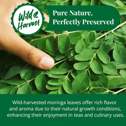 Akshit Moringa (Oleifera) Tea Leaves – Herbal Tea, 100% Natural Moringa Leaves, Boosts Energy & Immunity - 2.6 oz