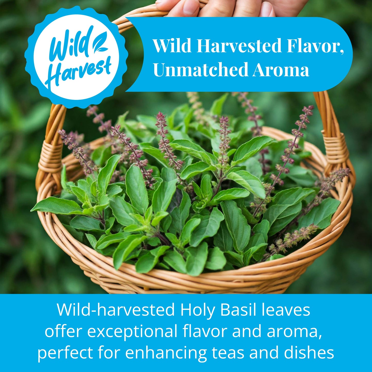 Akshit Holy Basil Leaves ,Naturally Dried Leaves, 100% Pure Holy Basil (Tulsi) Tea , No Caffeine, No Additives, Vegan - 2.6oz