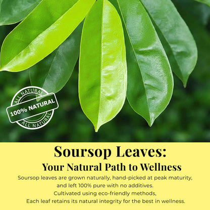 200+ Premium Dried Soursop Graviola Leaves Tea – 2.6 oz , 100% Natural Soursop Tea, Caffeine-Free Herbal Tea (Hoja Guanabana)