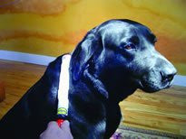 The Pet Stick Massage Stick