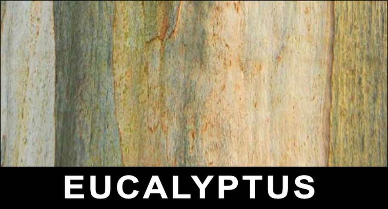INKnBURN Eucalyptus 3-Layer Face Mask